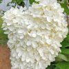 White Hydrangeas Flowers paint by number
