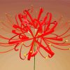 Aesthetic Red Spider Lily Flower paint by number