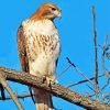 Aesthetic Red Tail Hawk Bird paint by number
