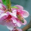 Bee On Blooming Peaches paint by number