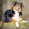 Black And Brown Aussie Dog paint by number