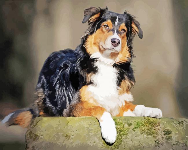 Black And Brown Aussie Dog paint by number