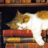 Cute Sleepy Cat And Books paint by number