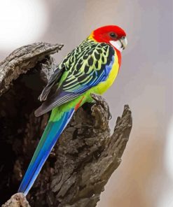 Eastern Rosella paint by number