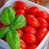 Fresh Basil And Tomatoes paint by number