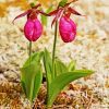 Lady Slipper paint by number