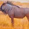 Wildebeest Animal paint by number