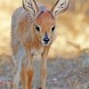 Baby Steenbok paint by number