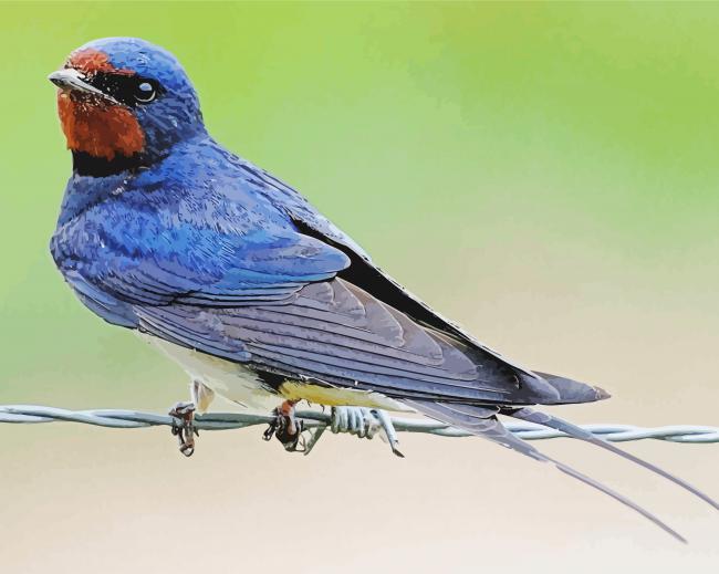 Barn Swallow paint by number