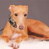 Blonde Italian Greyhound paint by number