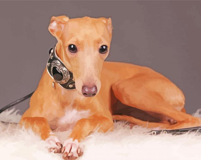 Blonde Italian Greyhound paint by number