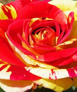 Blooming Red And Yellow Rose paint by number