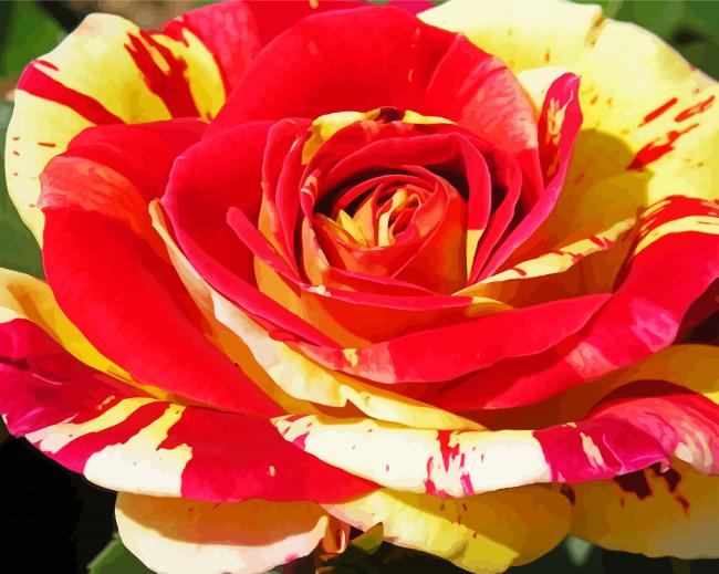 Blooming Red And Yellow Rose paint by number