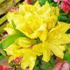 Blooming Yellow Azalea Plant paint by number