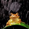 Brown Frog In The Rain paint by number