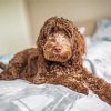 Chocolate Cockapoo paint by number