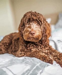 Chocolate Cockapoo paint by number