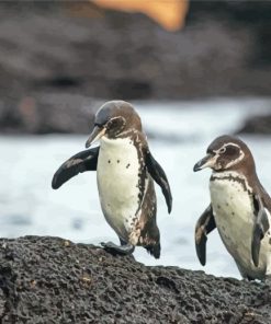 Galapagos Penguins paint by number