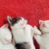 Kittens Sleeping paint by number