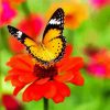 Orange Flower With Butterfly paint by number