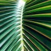 Palm Leaf paint by number