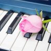 Pink Rose On Piano paint by number