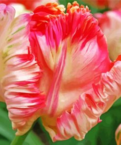 Pink White Parrot Tulip paint by number