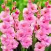 Pink Gladioli Plants paint by number