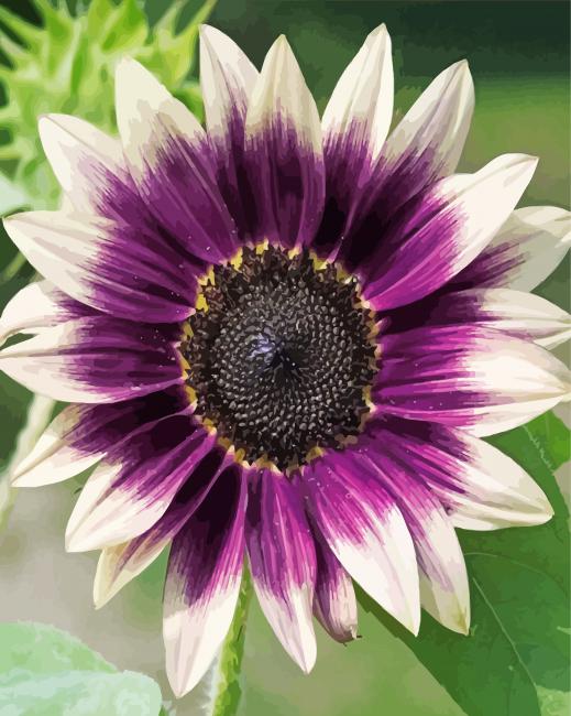 Purple Sunflower paint by number