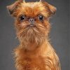 Red Brussels Griffon paint by number