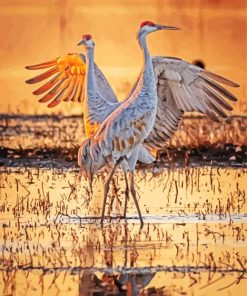 Sandhill Cranes At Sunrise paint by number