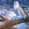 Snowy White Owl Bird paint by number