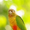 The Green Cheek Conure Parrot Bird paint by number