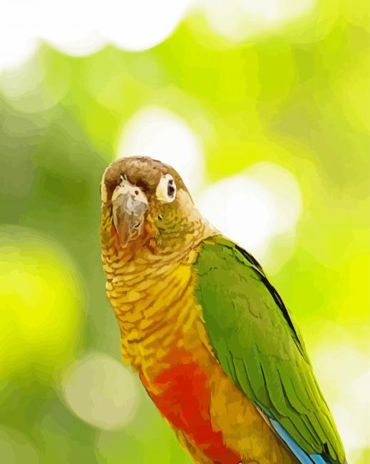 The Green Cheek Conure Parrot Bird paint by number