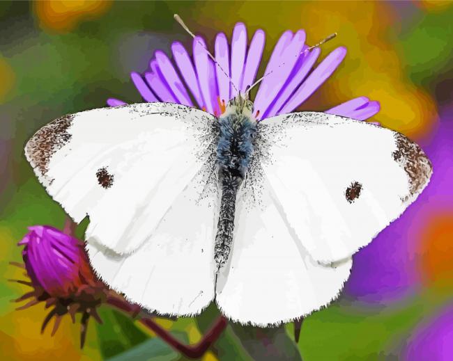 White Butterfly paint by number