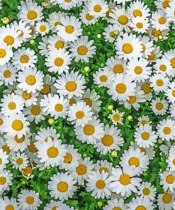 White Daisies Flowers Field paint by number