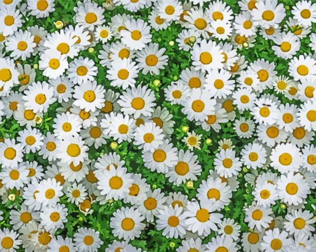 White Daisies Flowers Field paint by number