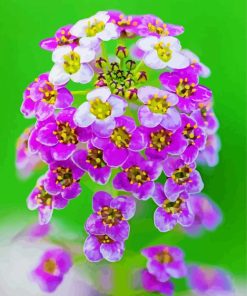Beautiful Alyssum paint by number