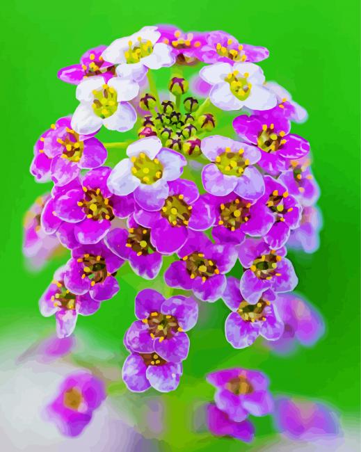 Beautiful Alyssum paint by number