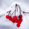 Berries In Winter paint by number