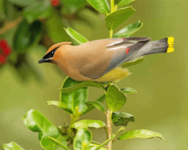 Cedar Waxwing paint by number