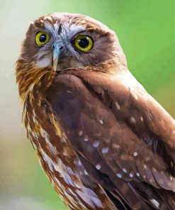 Cute Morepork paint by number