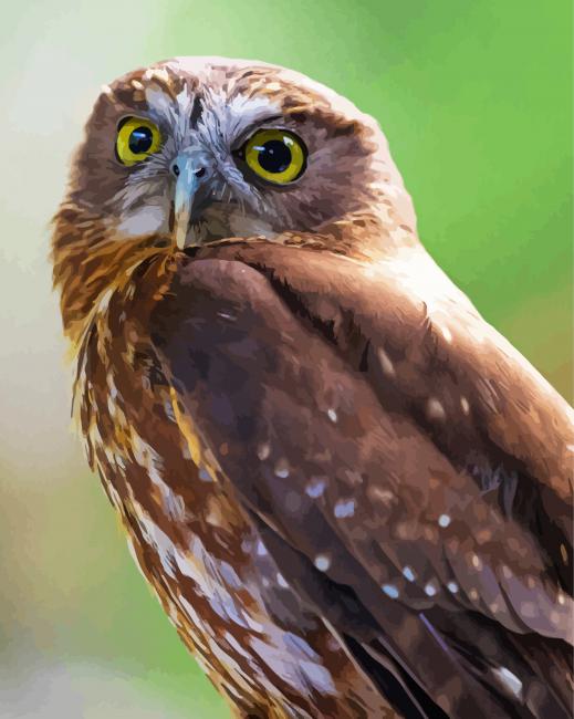 Cute Morepork paint by number