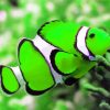 Green And White Elegant Fish paint by number