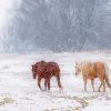 Horses In Snowstorm paint by number
