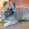 Keeshond Puppy Dog paint by number