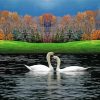 Romantic Swan Landscape paint by number