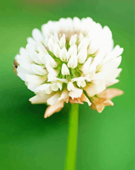 White Clover Flower paint by number