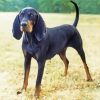 Aesthetic Black And Tan Coonhound Paint By Numbers