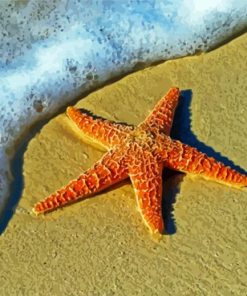 Aesthetic Sea Star Paint By Numbers